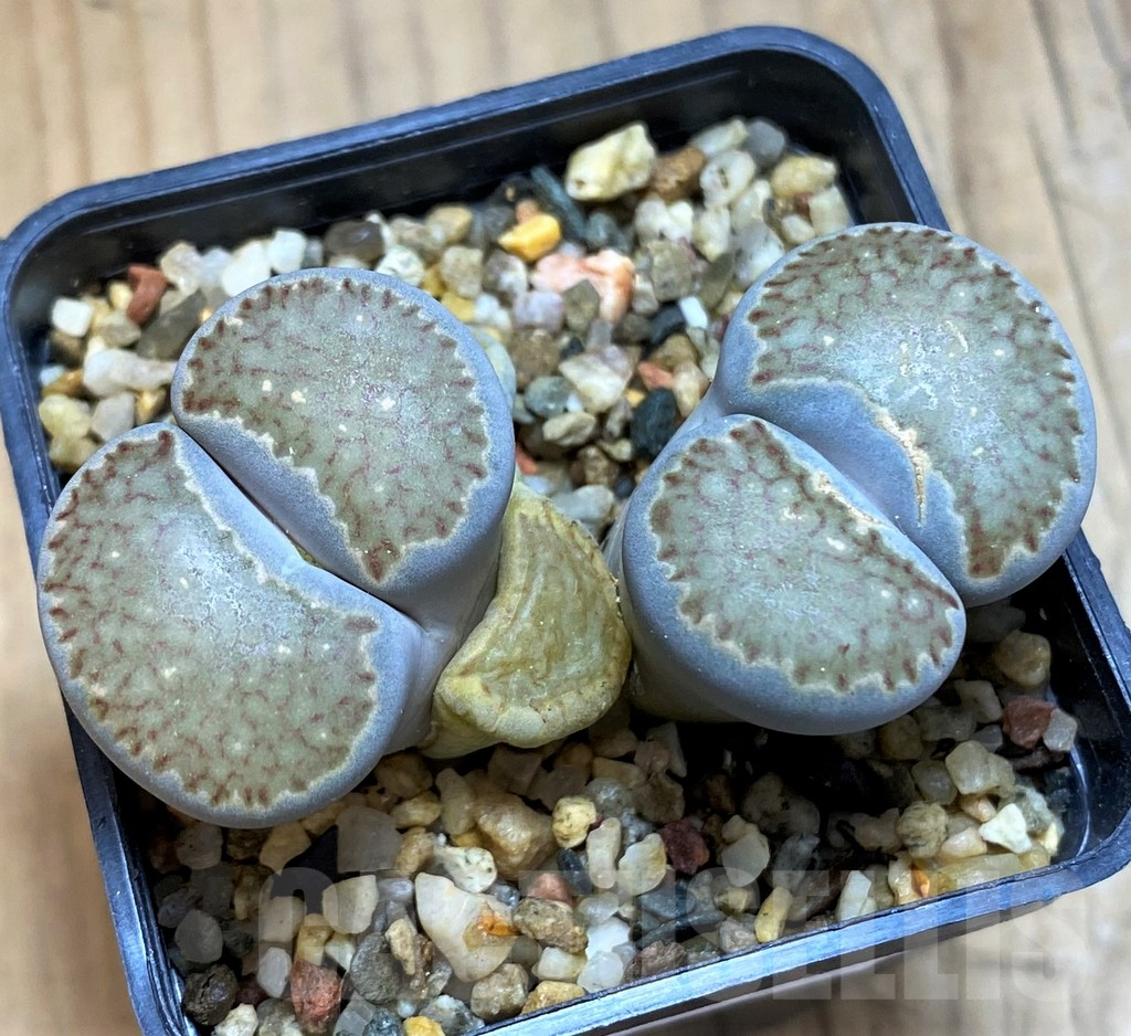 SH16539 Lithops salicola v. reticulata