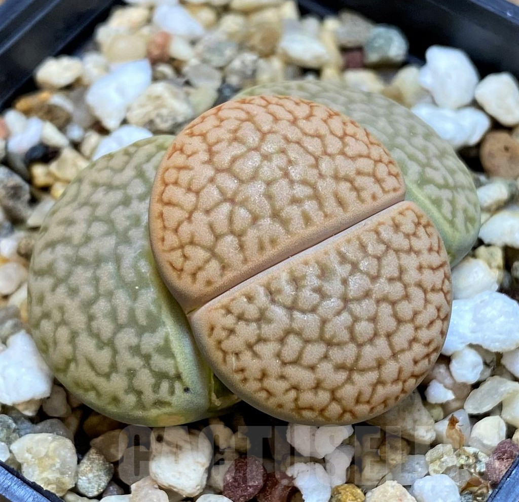 SH16545 Lithops hookeri L54-5