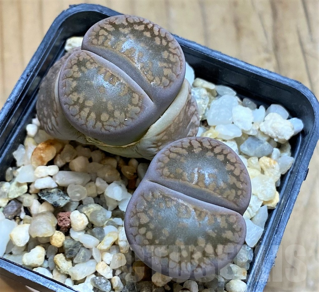 SH16547 Lithops aucampiae