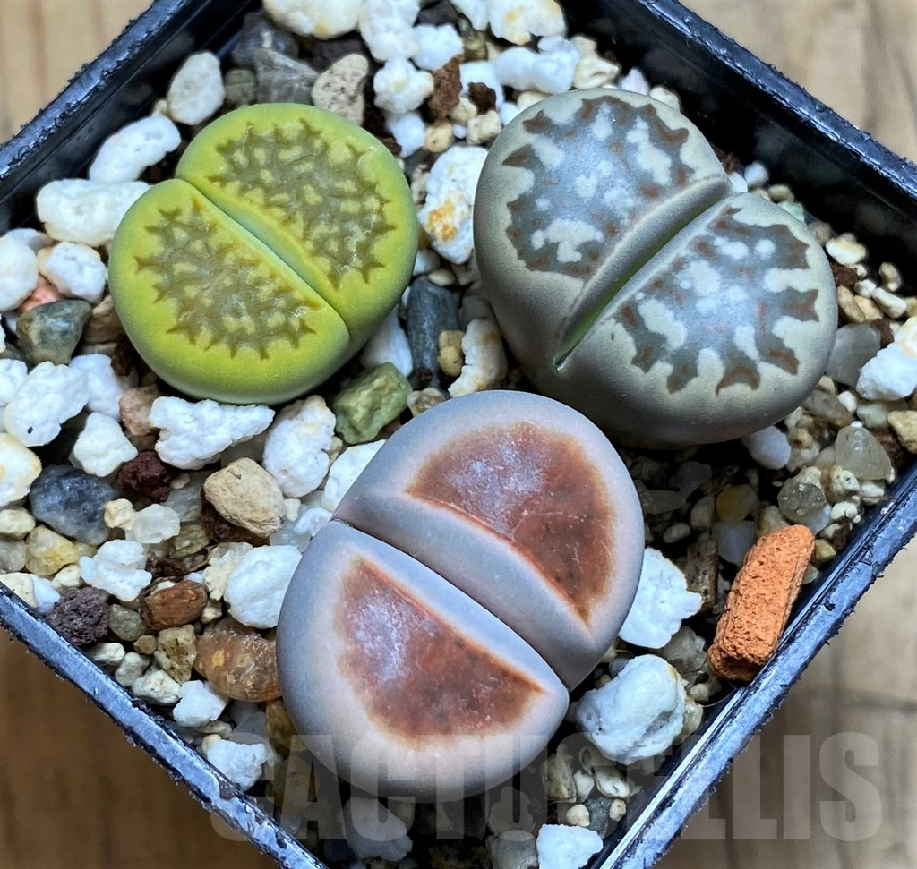 SH16548 Lithops mix