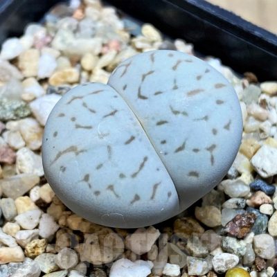 SH16466 Dinteranthus vanzylii