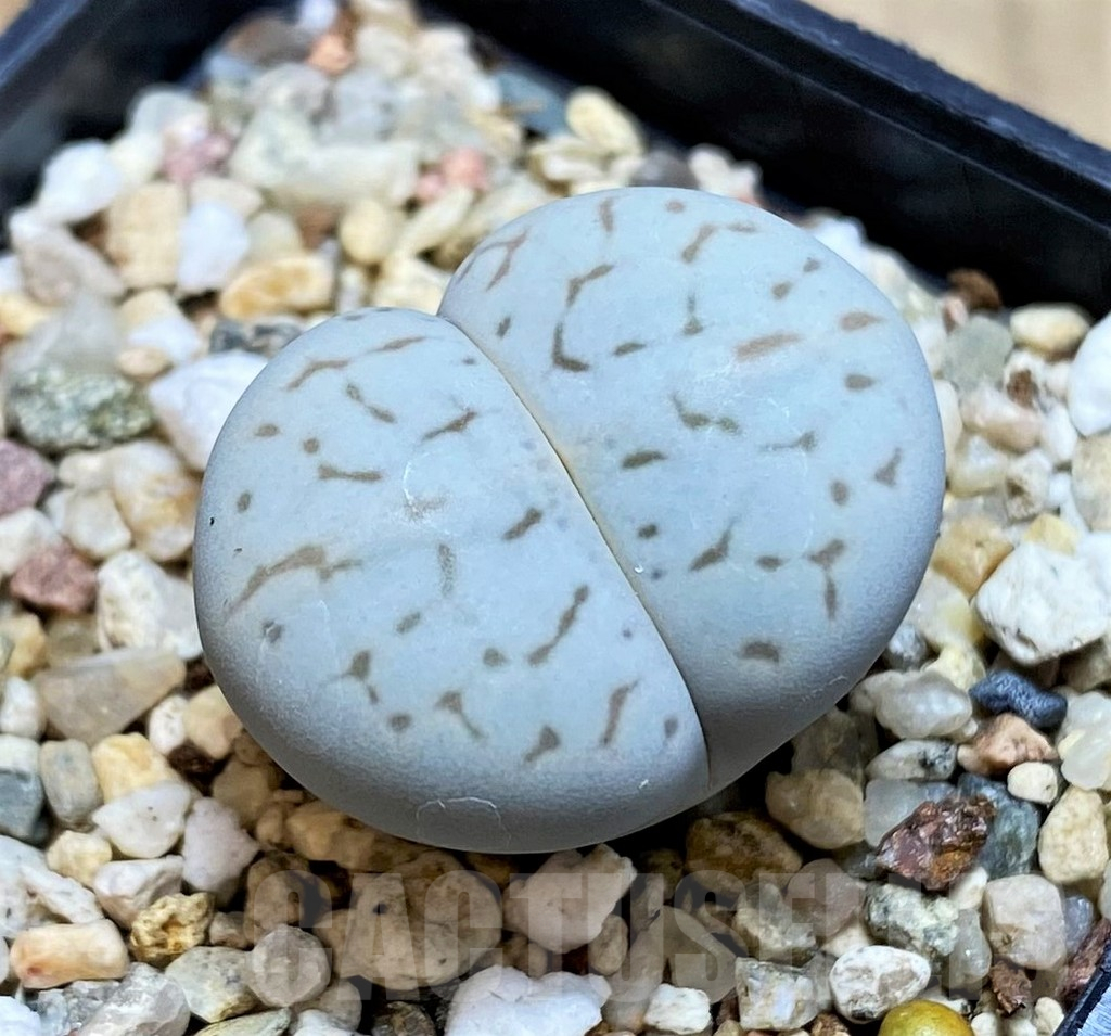 SH16466 Dinteranthus vanzylii