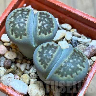 SH16485 Lithops halii
