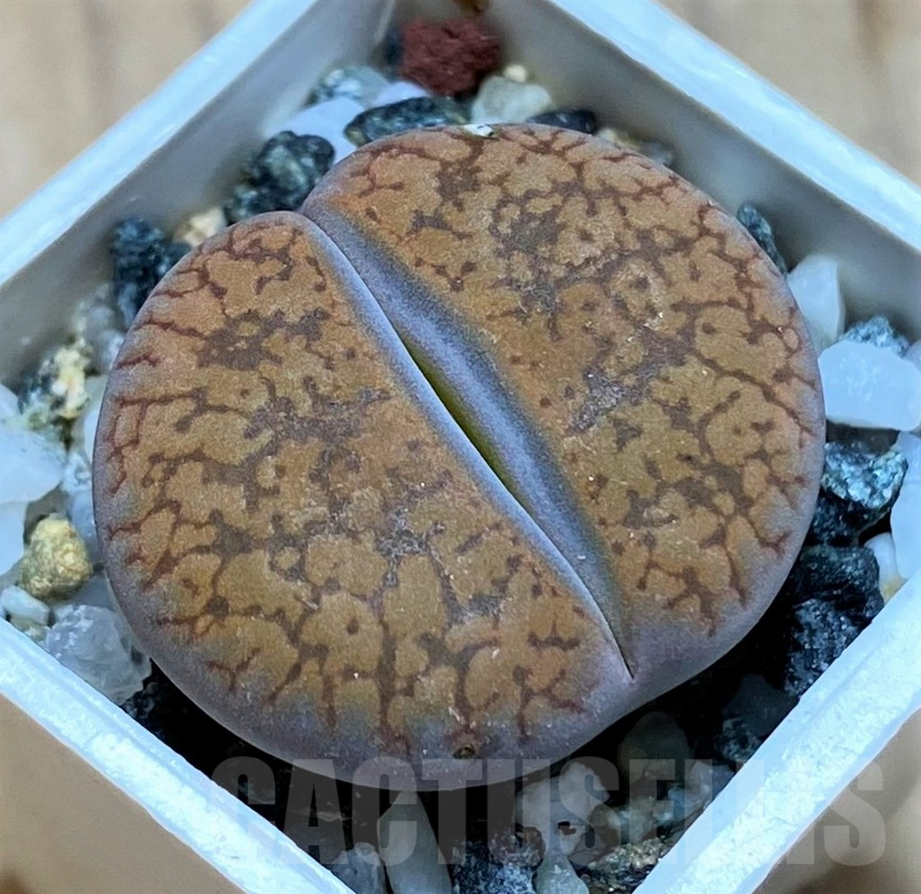 SH16486 Lithops aucampiae v. koelemanii C256