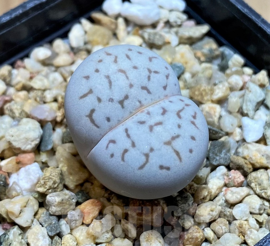 SH16467 Dinteranthus vanzylii