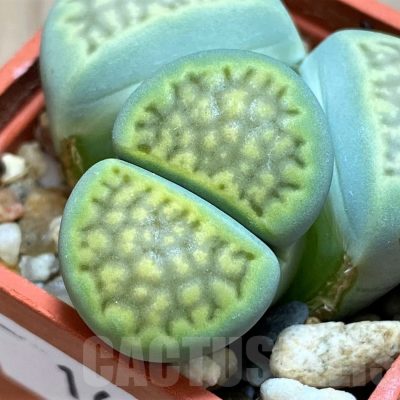 SH16495 Lithops hallii 'Green Soapstone'