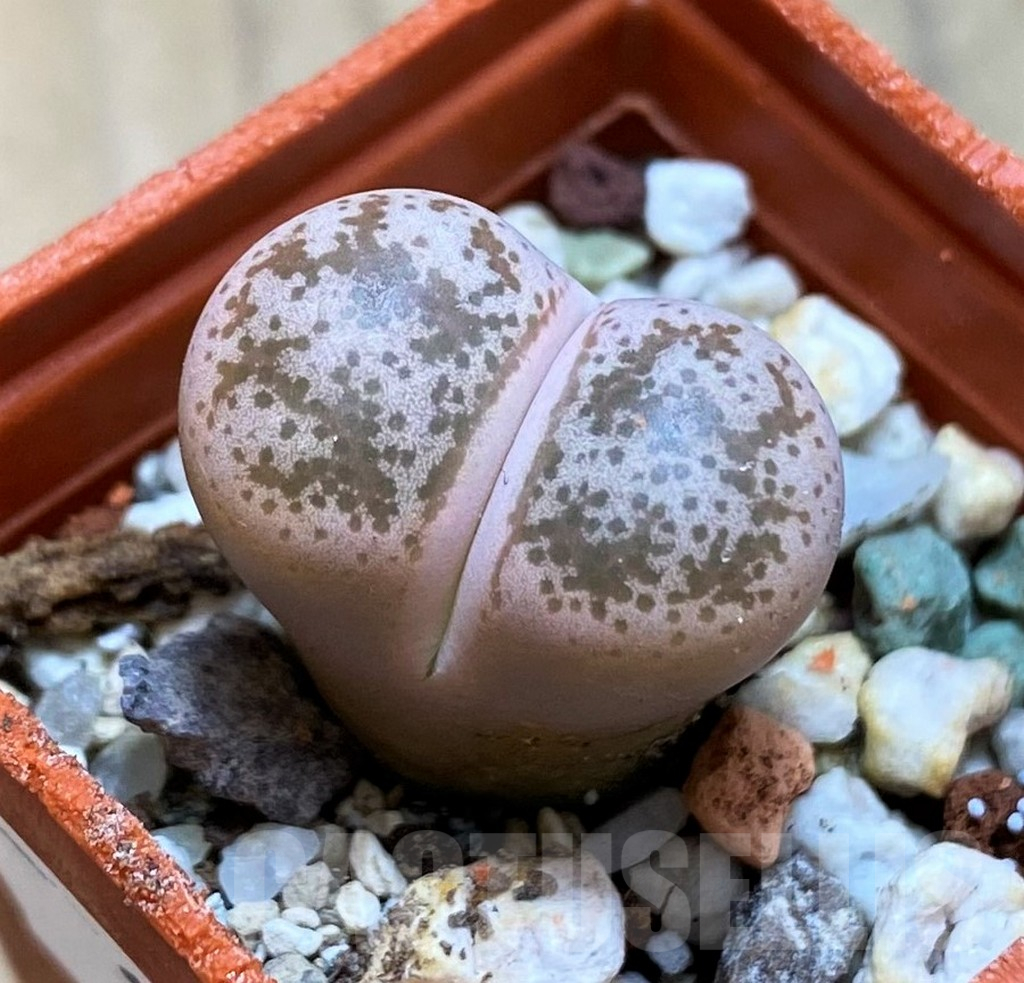 SH16498 Lithops coleorum