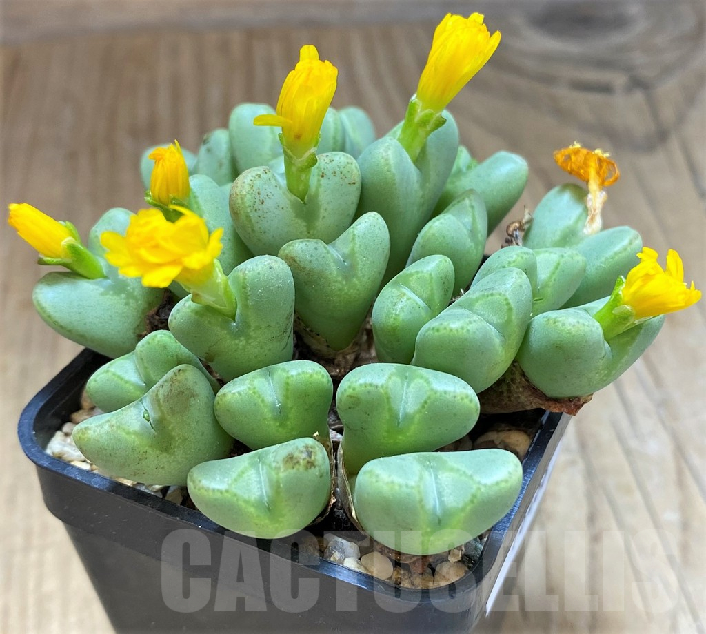 SH16468 Conophytum bilobum - Image 2