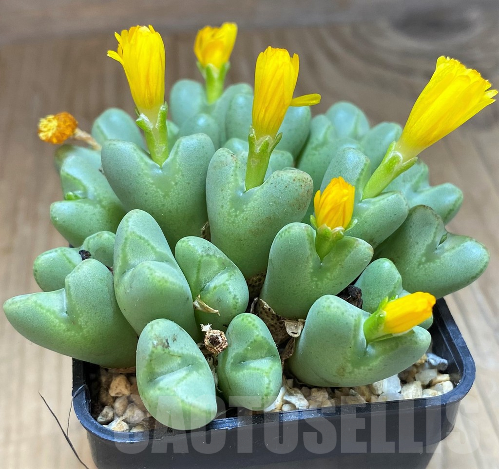 SH16468 Conophytum bilobum