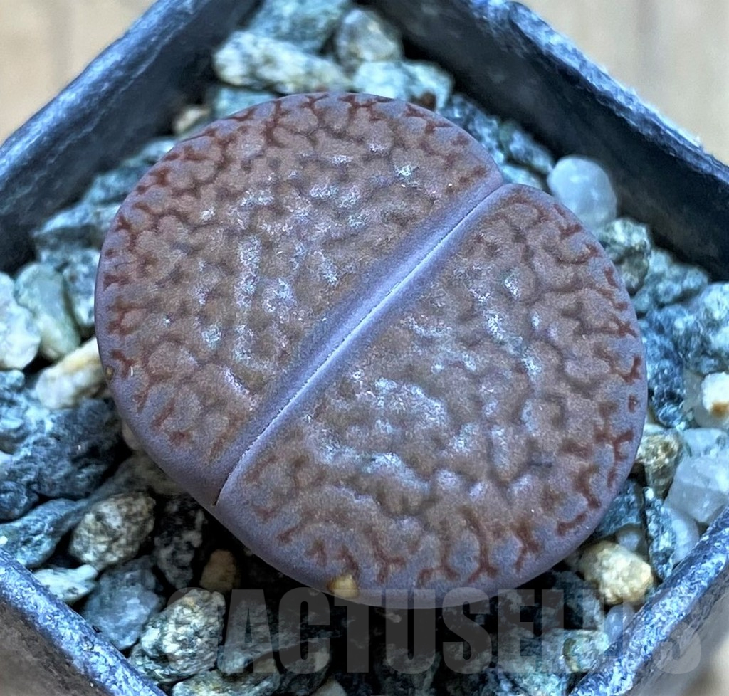 SH16510 Lithops hookeri C053