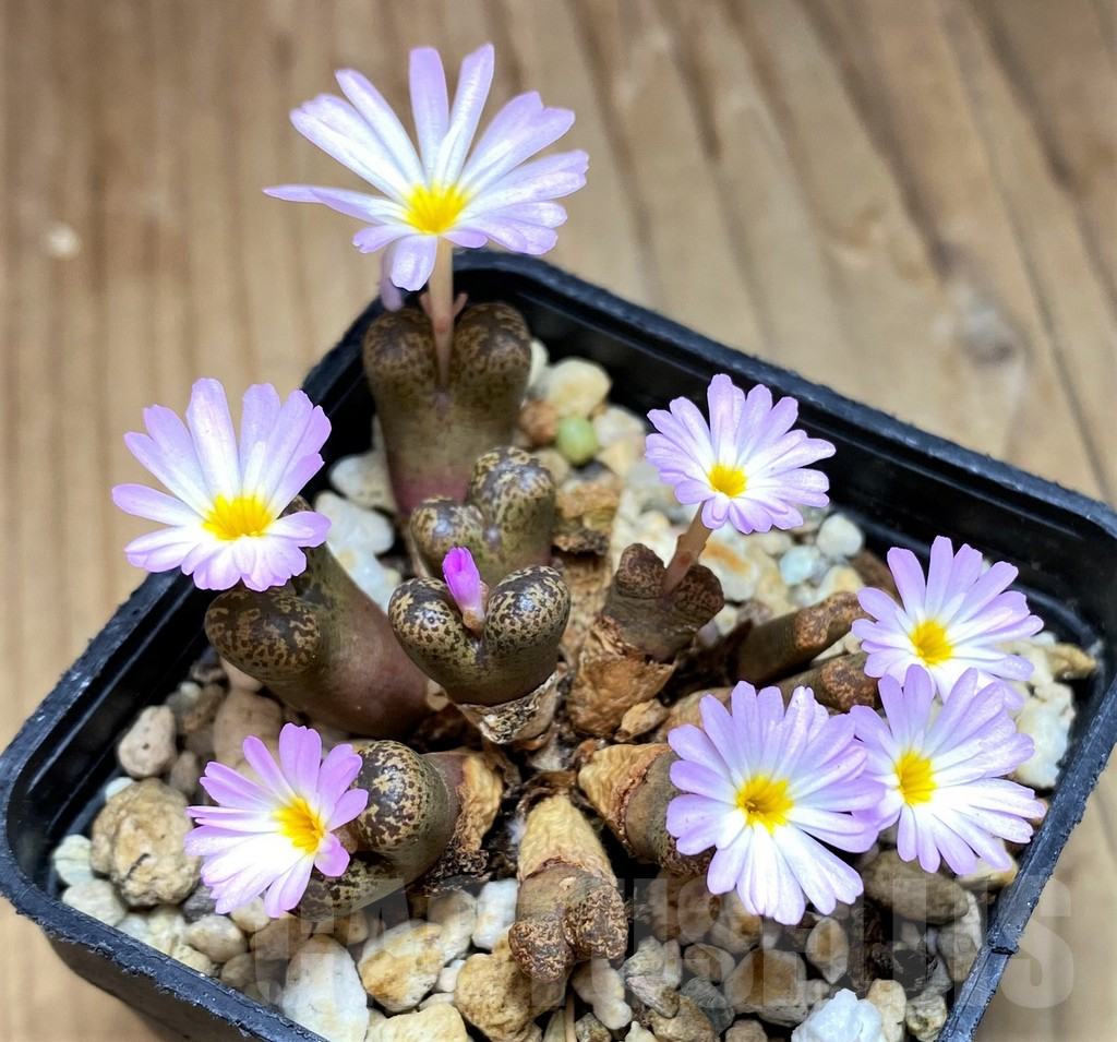 SH11932 Conophytum pellucidum select form