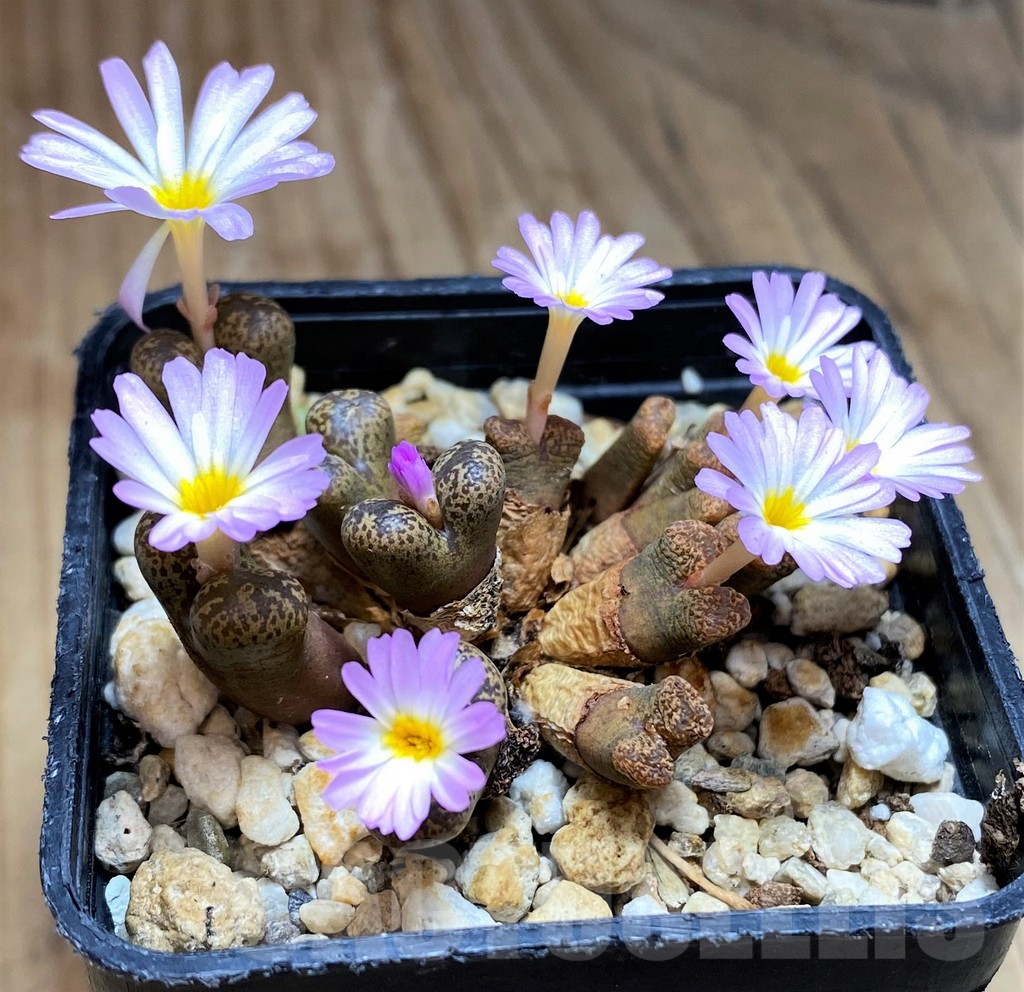 SH11932 Conophytum pellucidum select form - Image 2