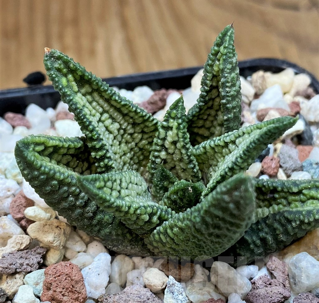 SH16582 Haworthia ‘Marble Queen’ - Image 2