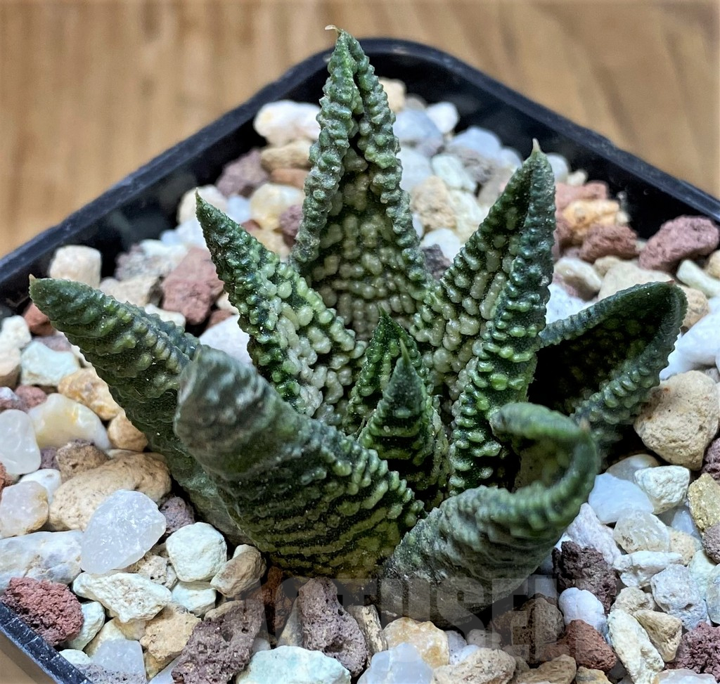 SH16583 Haworthia ‘Marble Queen’ - Image 2
