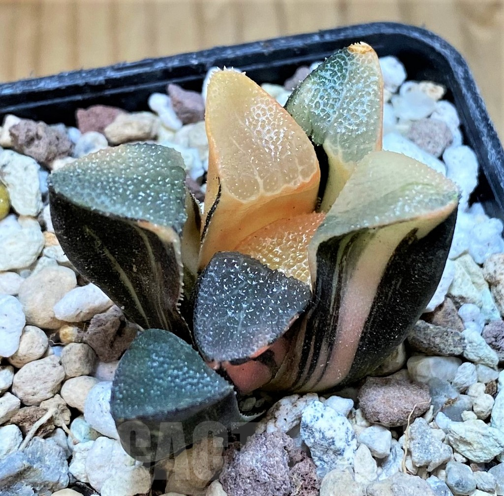 SH16585 Haworthia bayeri f. variegata