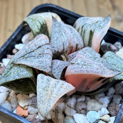 SH16589 Haworthia splendens f. variegata