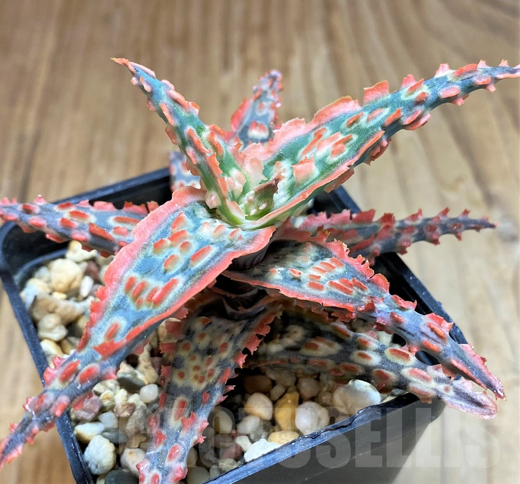 SH16553 Aloe TCT hybrid
