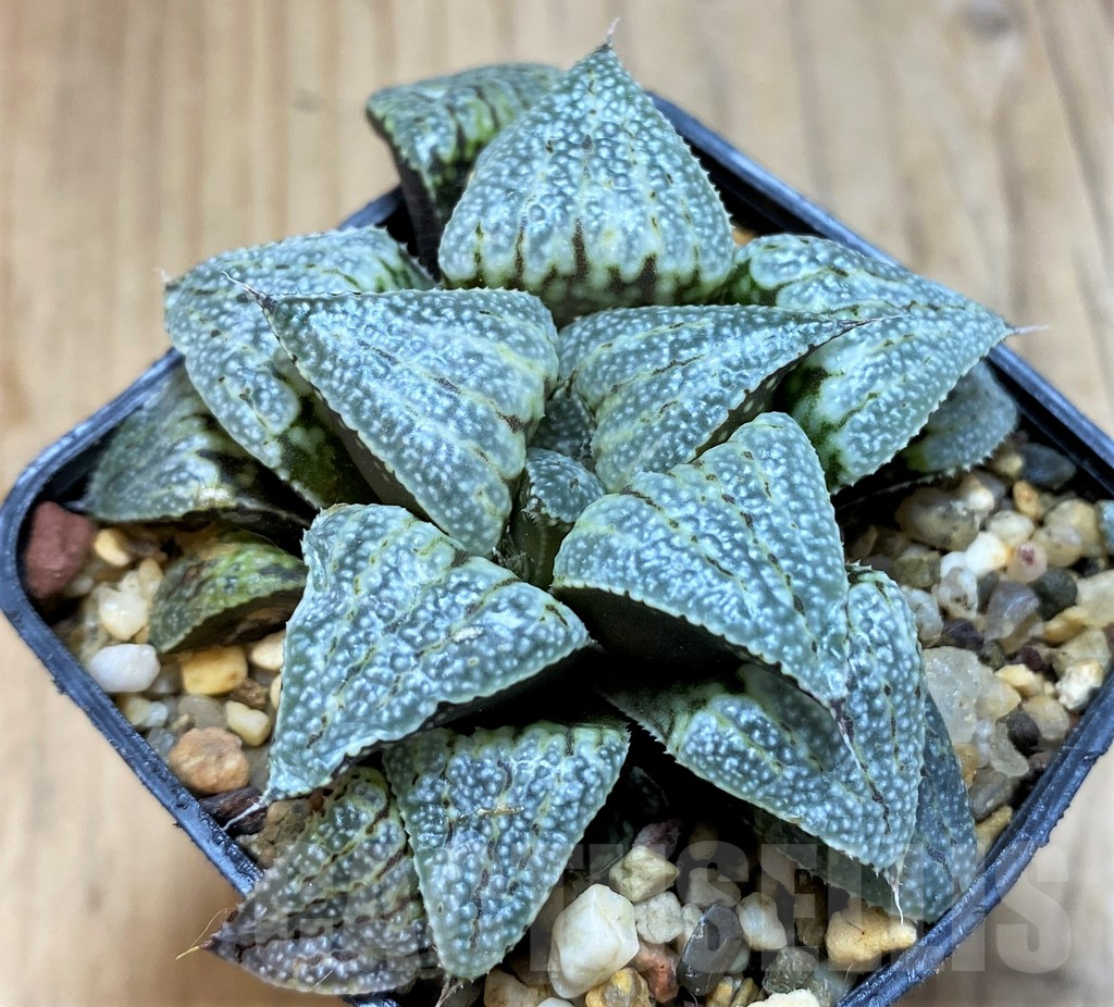 SH16597 Haworthia splendens 'Andromeda' hybrid