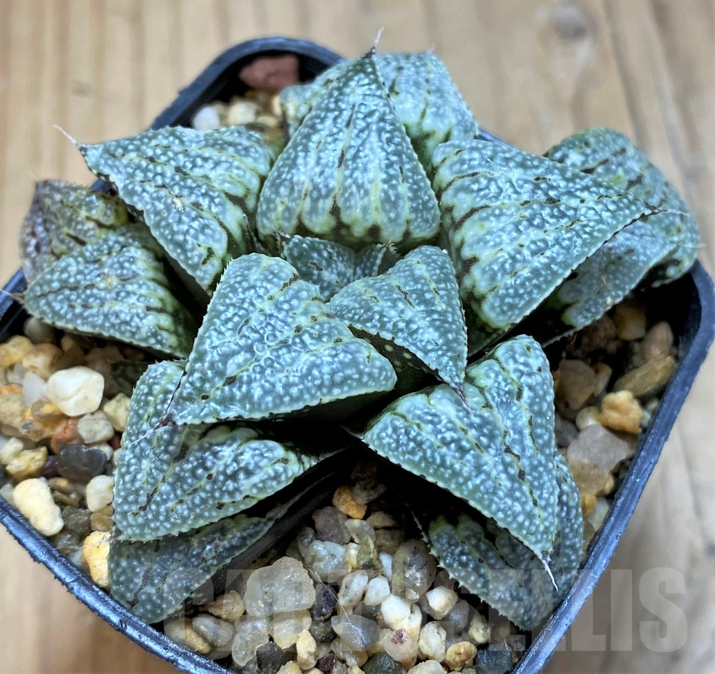 SH16597 Haworthia splendens 'Andromeda' hybrid - Image 2