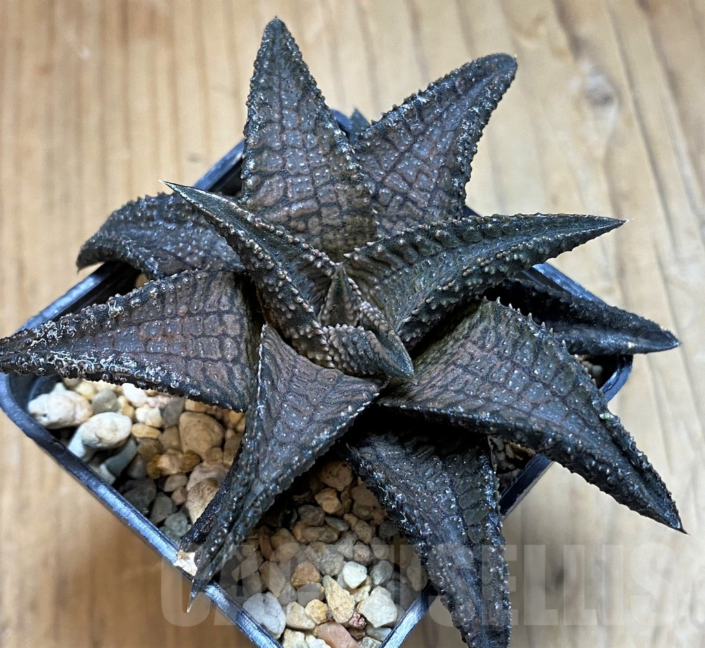 SH16605 Haworthia koelmaniorum 'Dragon King' - Image 2