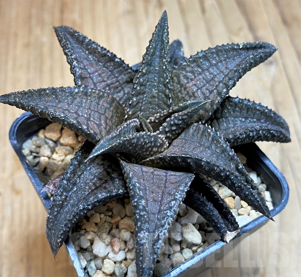 SH16605 Haworthia koelmaniorum 'Dragon King'