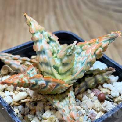 SH16554 Aloe TCT hybrid