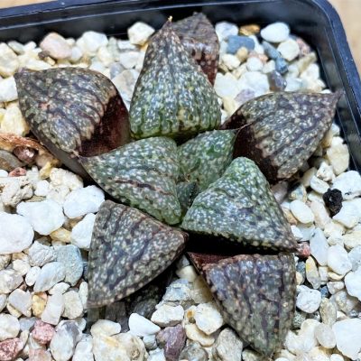 SH16607 Haworthia picta -Japan-
