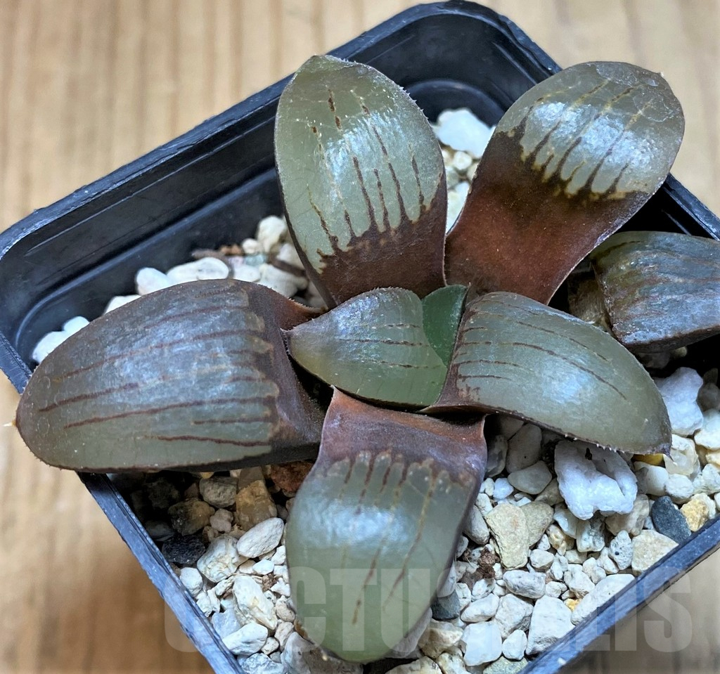 SH16608 Haworthia springbokvlakensis - Image 2