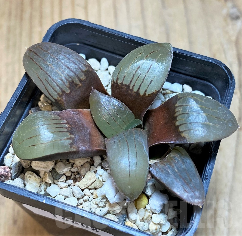 SH16608 Haworthia springbokvlakensis