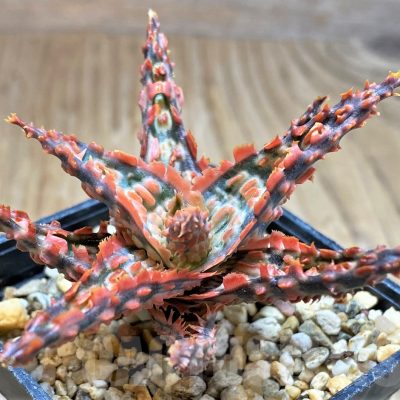 SH16555 Aloe TCT hybrid