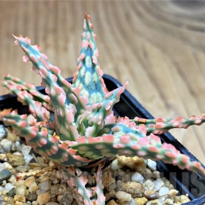 SH16556 Aloe TCT hybrid