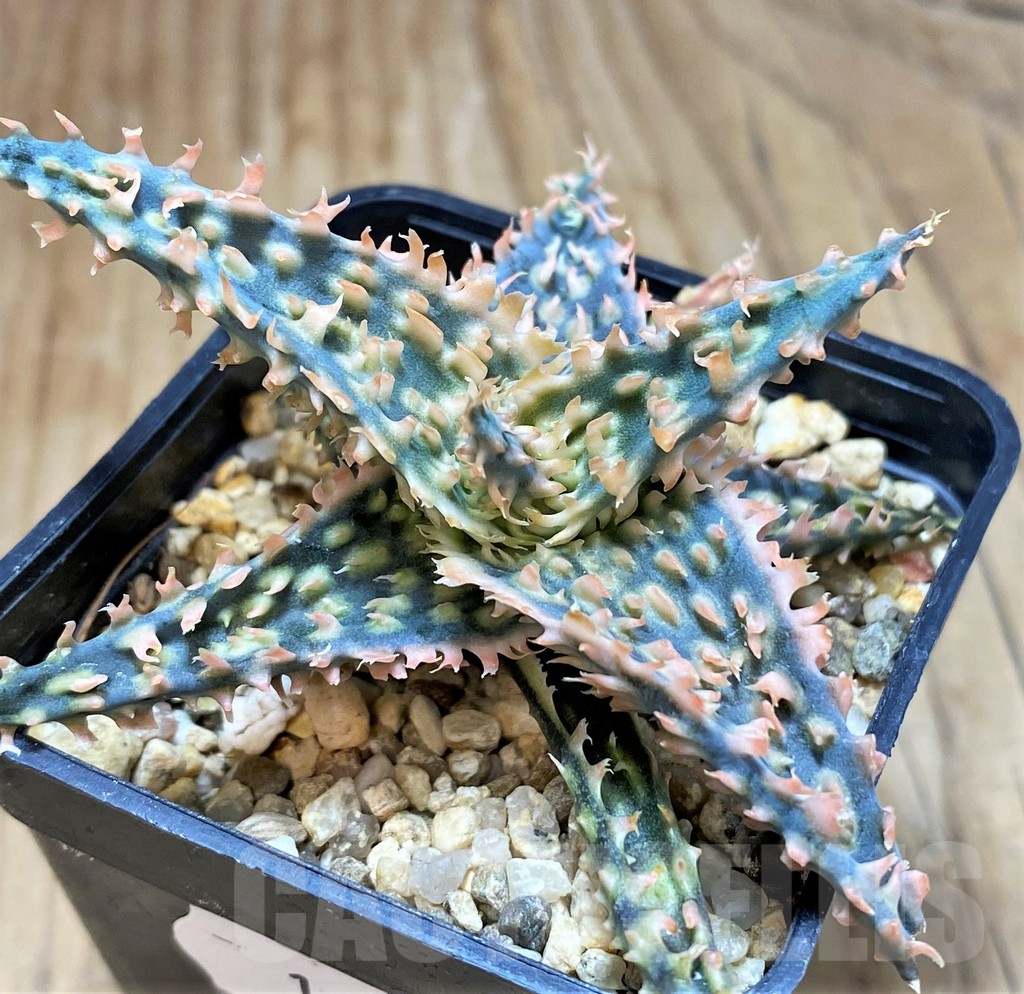 SH16564 Aloe TCT hybrid - Image 2