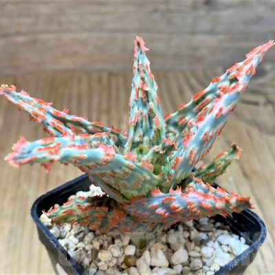 SH16565 Aloe TCT hybrid