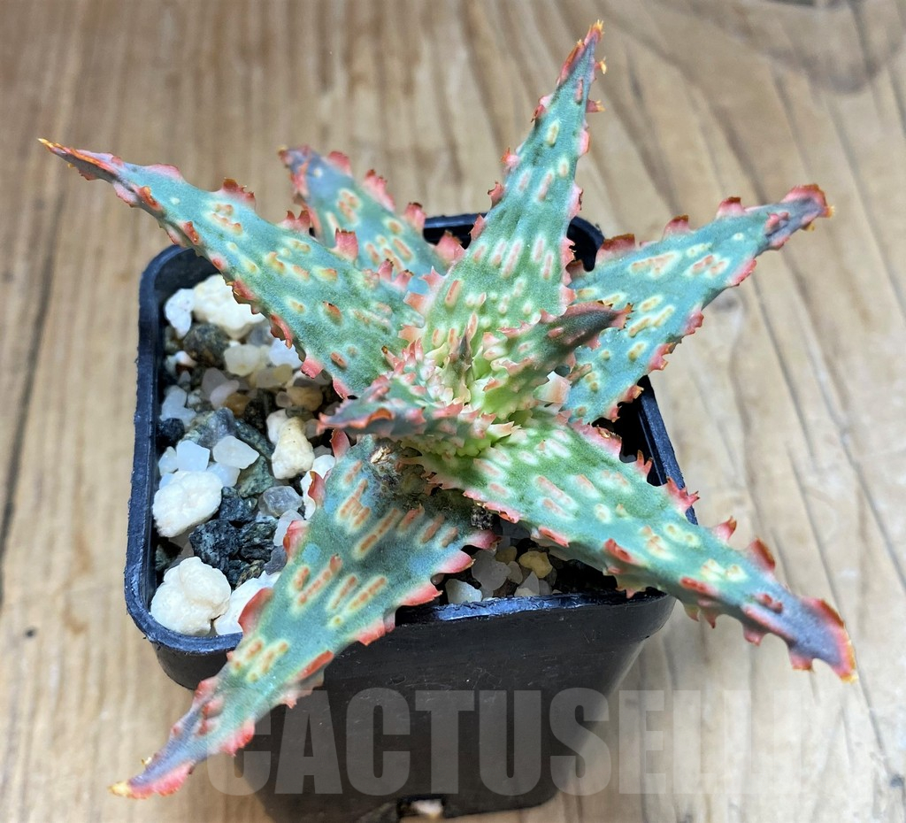 SH16568 Aloe TCT hybrid - Image 2