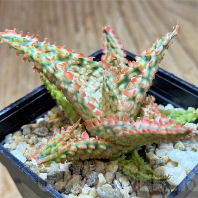 SH16569 Aloe TCT hybrid