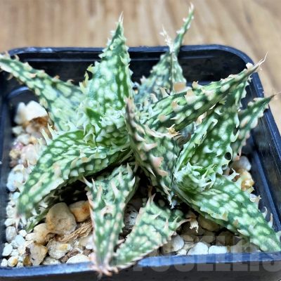 SH16570 Aloe TCT hybrid