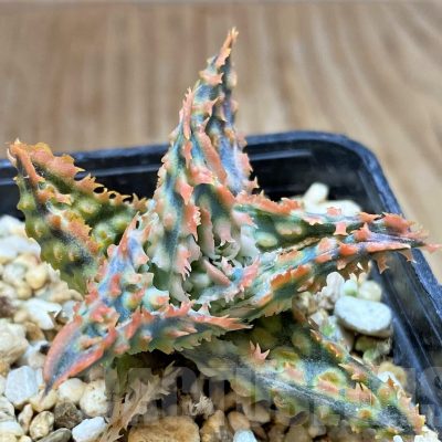 SH16571 Aloe TCT hybrid