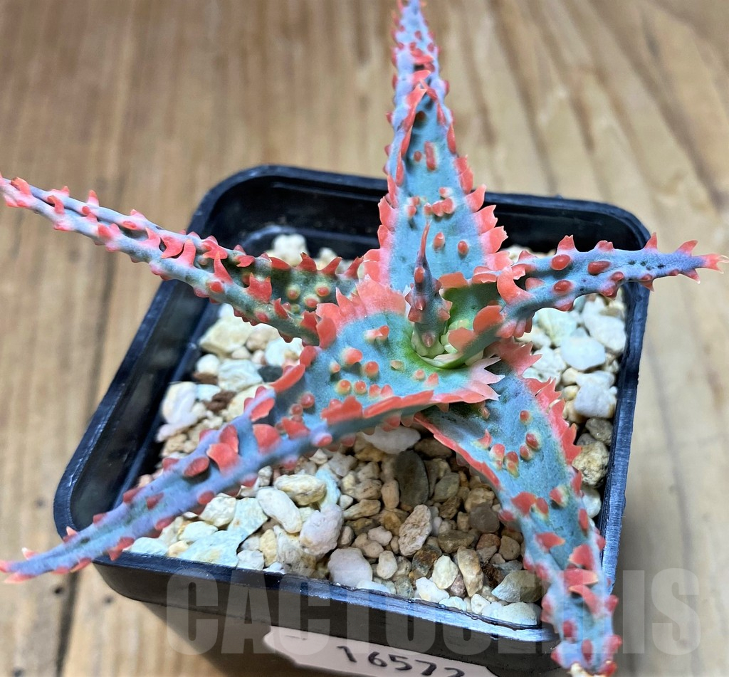 SH16572 Aloe TCT hybrid