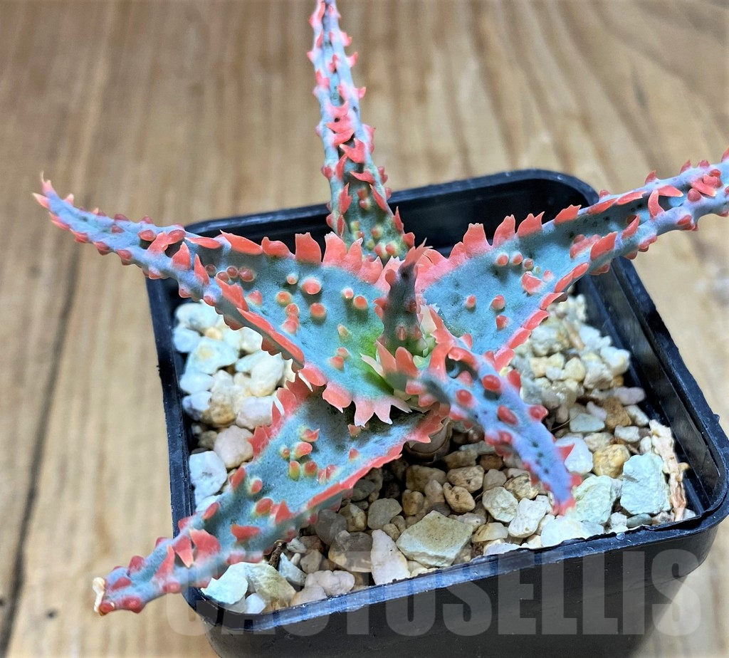 SH16572 Aloe TCT hybrid - Image 2