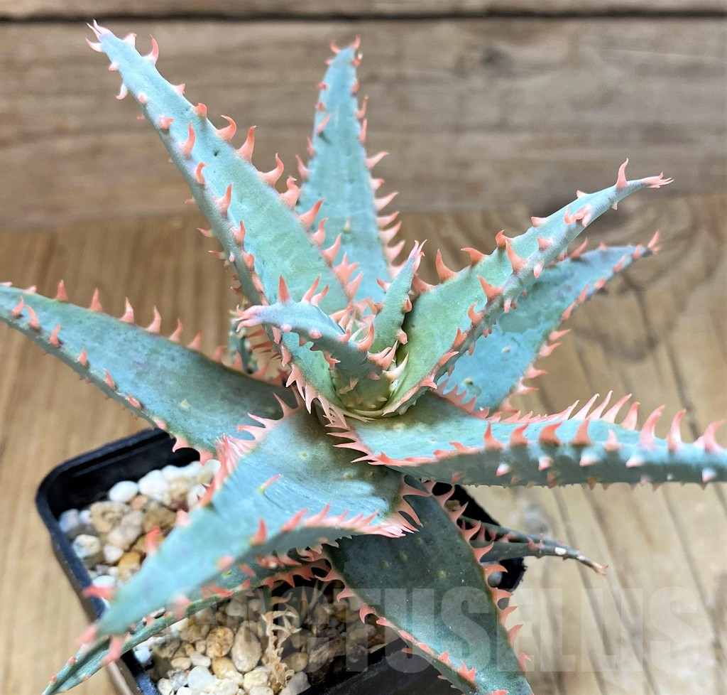SH16578 Aloe TCT hybrid - Image 2