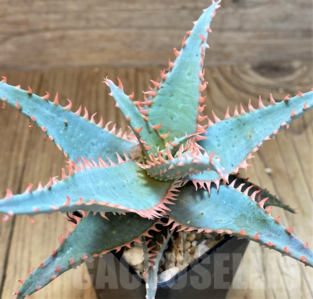SH16578 Aloe TCT hybrid