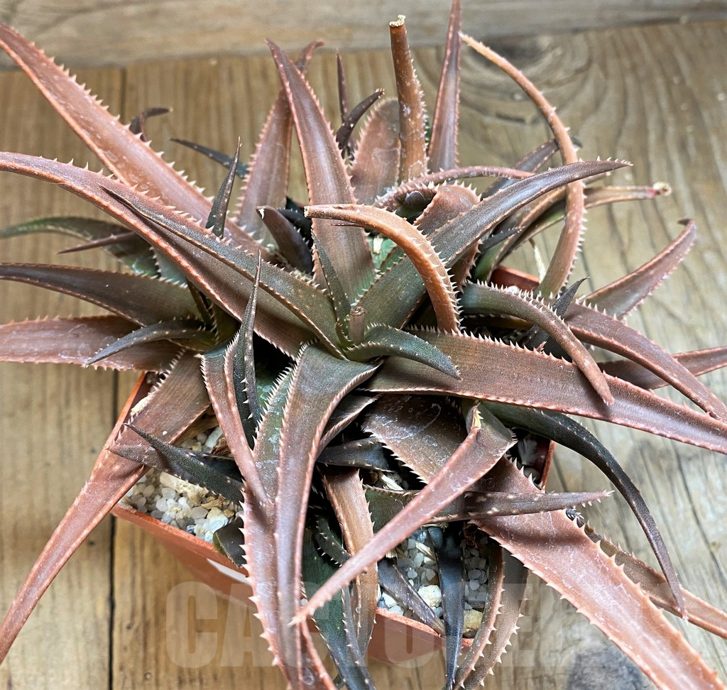 SH16579 Aloe rebmannii hybrid - Image 2