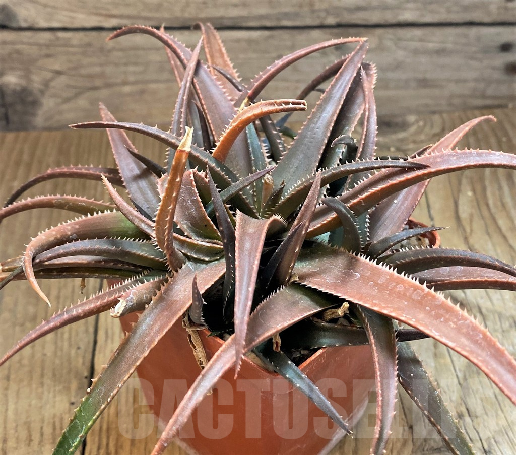 SH16579 Aloe rebmannii hybrid