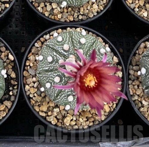 SHPR40254 Astrophytum asterias ‘Super Kabuto’ ‘Akabana’ clon 20 - Image 2