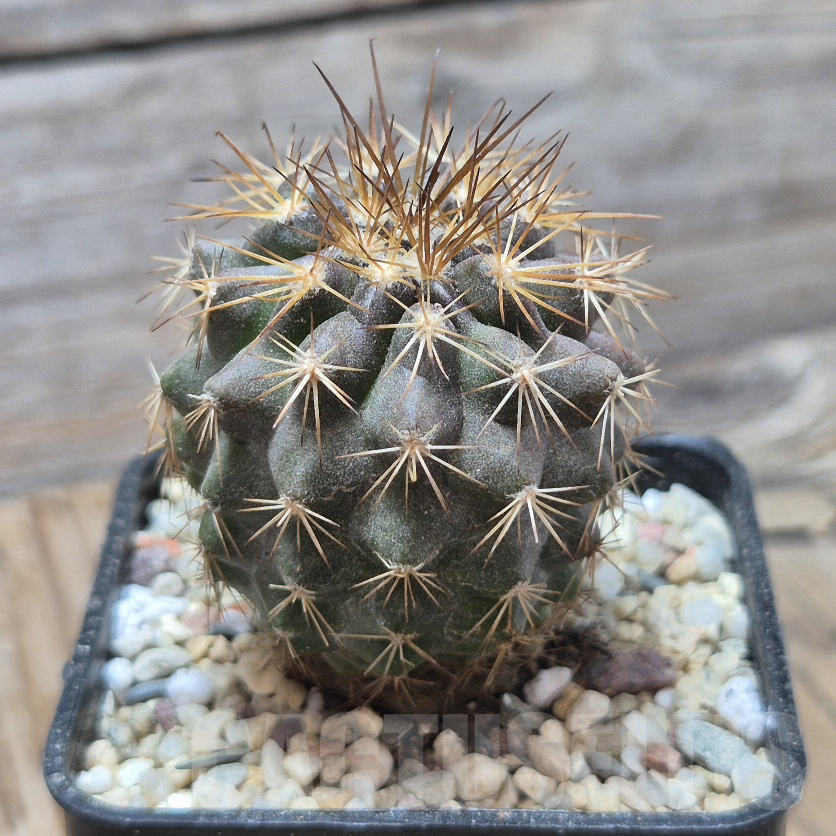 VVG8311 Copiapoa taltalensis -Las Breas- seedling