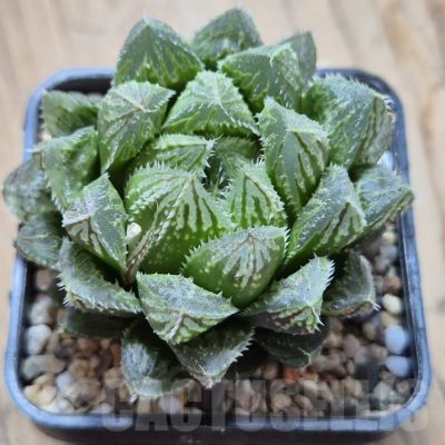VVG8319 Haworthia 'Mirror Ball' x cooperi x 'Kegazato' clon 21