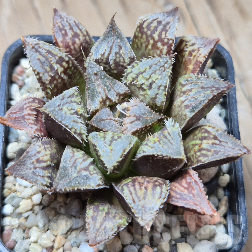 VVG8329 Haworthia wimii -Japan