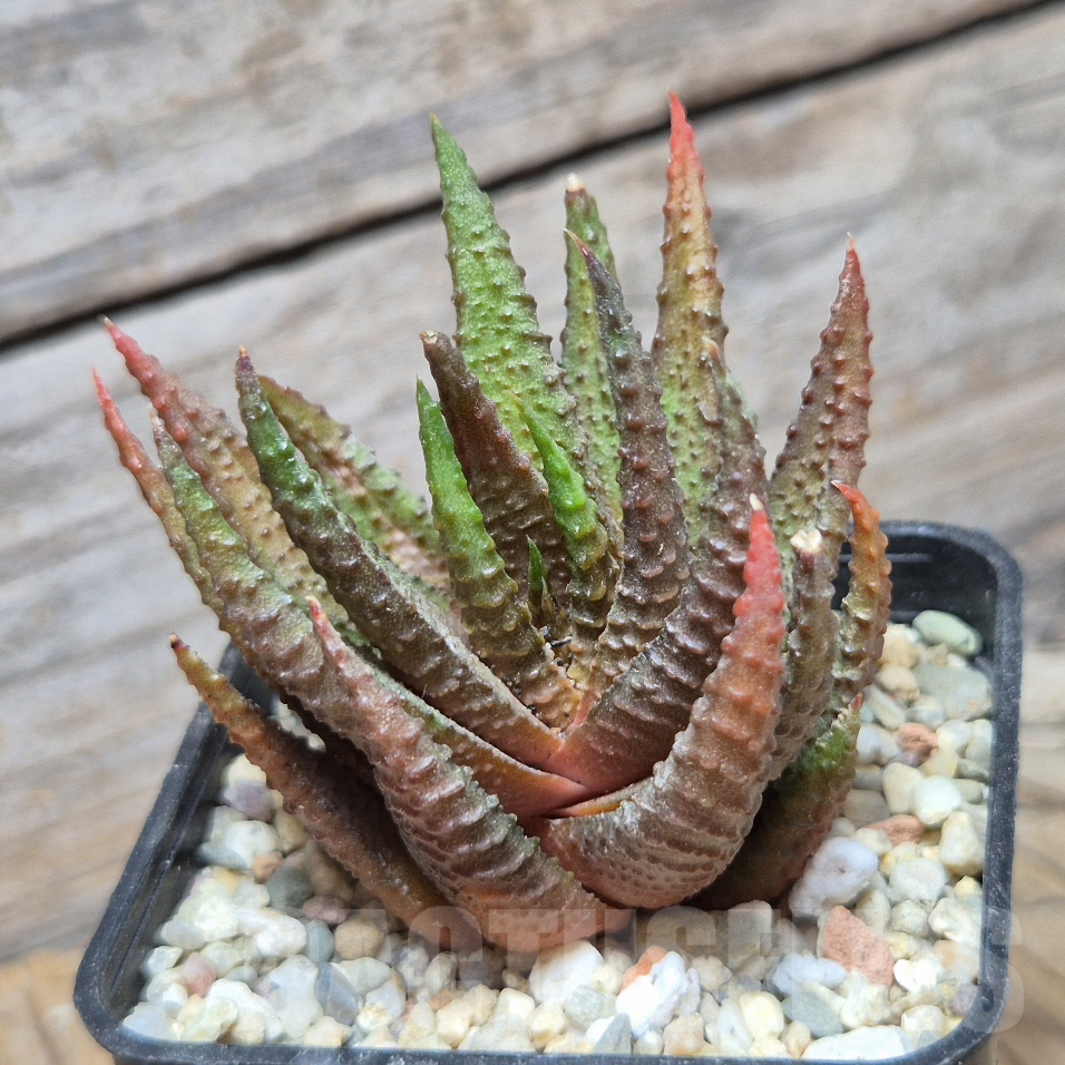 VVG8338 Haworthia scabra x limifolia - Image 2