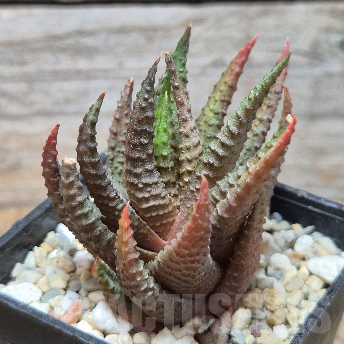 VVG12880 Haworthia scabra x limifolia
