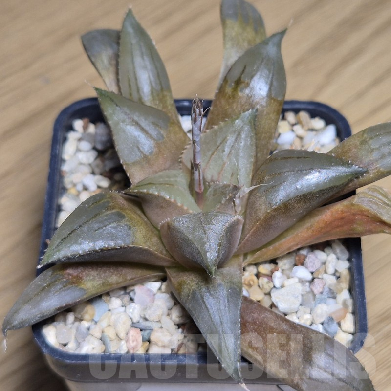 VVG9783 Haworthia mirabilis v.mundula SH